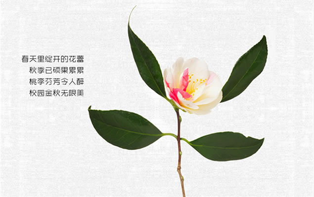 2016ʦڡʦھؿpptģ,ģ - վ