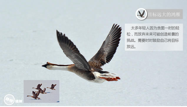 职场上应该学习动物的精神商务培训ppt模板