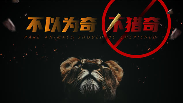 不以为奇 不猎奇——野生动物保护主题课件ppt模板