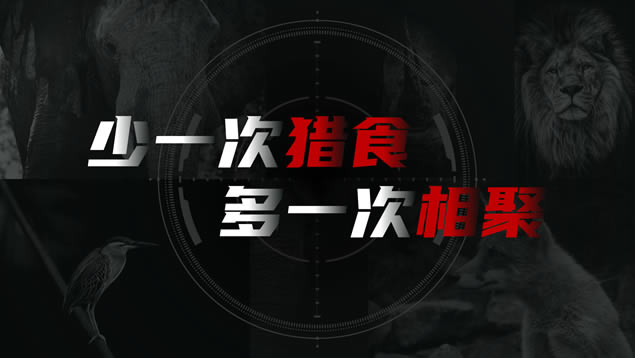 不以为奇 不猎奇——野生动物保护主题课件ppt模板