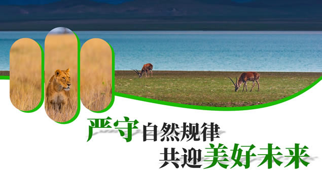 保护野生动物 维护生态环境ppt模板